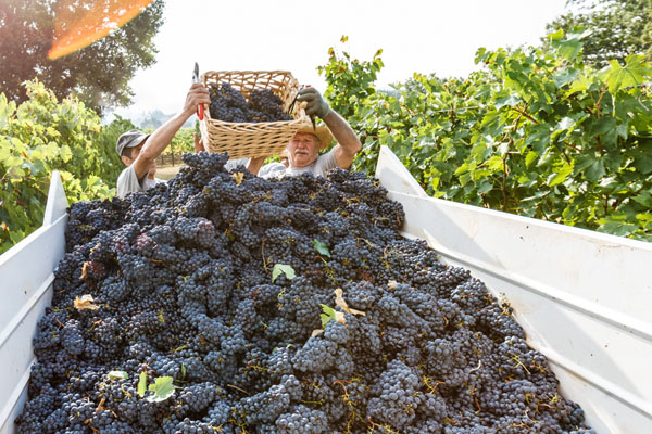 Аромат - одна из важнейших характеристик виноградных сортов