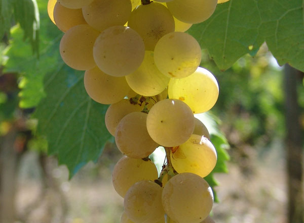 Цвет вина зависит от используемых сортов винограда