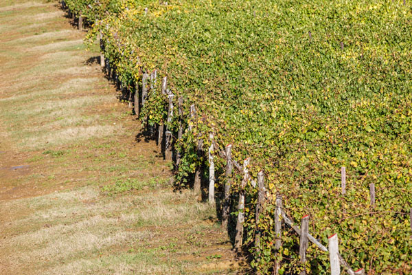 Виноградник и поле осенью