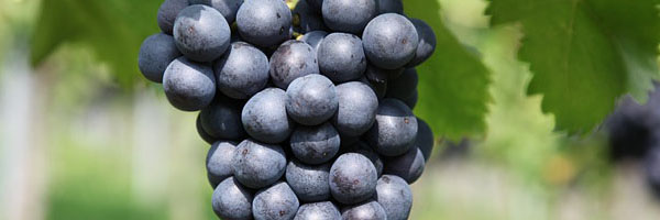 Виноград Кастилии - главного винного региона Испании